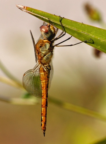 Male
2005_11_18_FL
